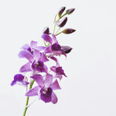 Dendrobium Orchid